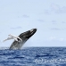 whale_humpback_h_00424_dom2471.jpg